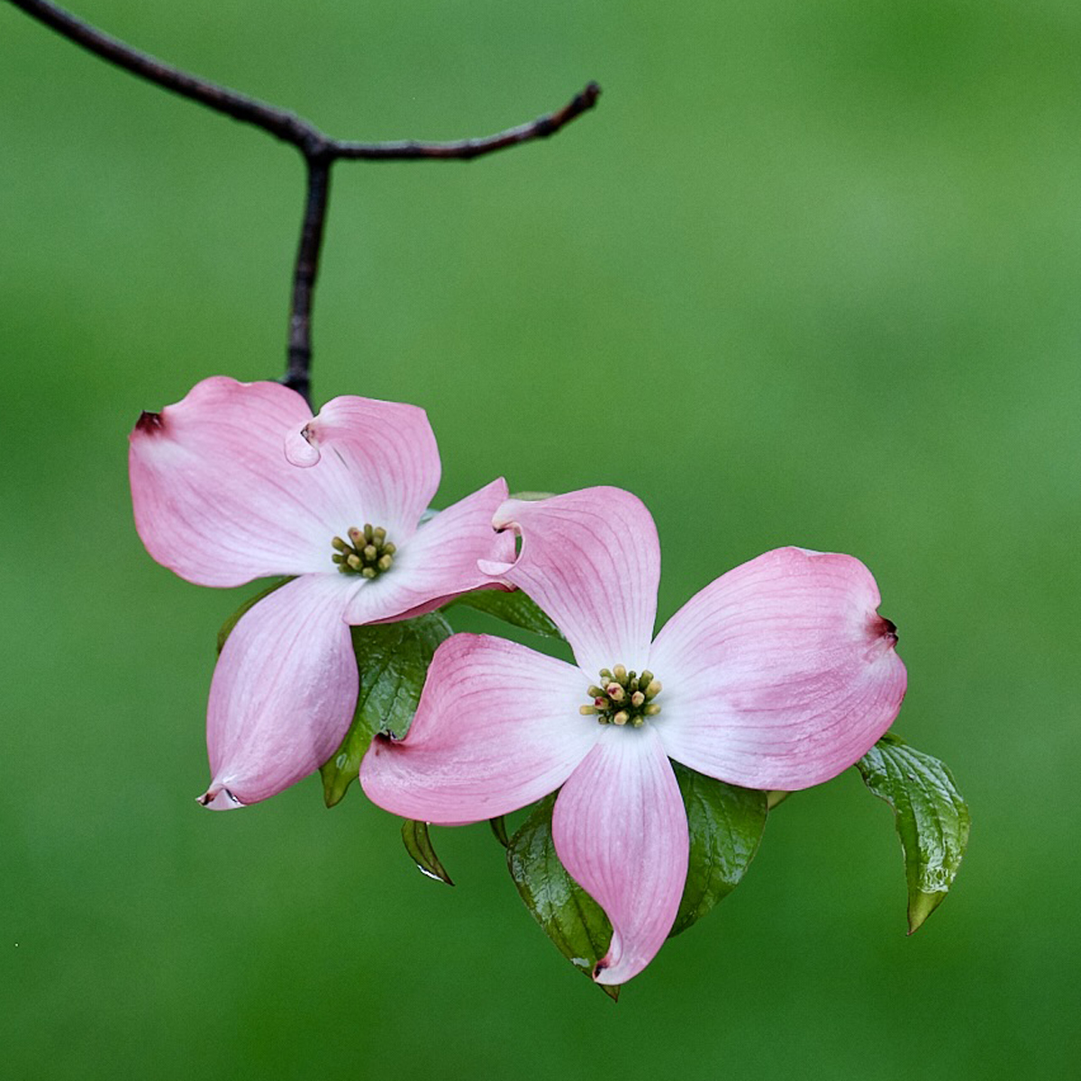 Gidez Reed Whispers of Spring in Pink Nature   Botanical   Class A 20260225